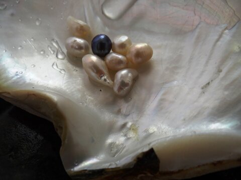 White and black pearls in A Pearl oyster (Pinctada mazatlanica) from Talara, Peru