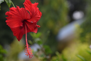 Fototapeta premium red hibiscus flower