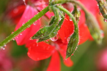 Pflanze, Blume, Wassertropfen, Makro, Wasser, Natur,  Tröpfchen, feucht, Regentropfen, Wassertropfen auf Blatt, Wassertropfen auf Blüte
