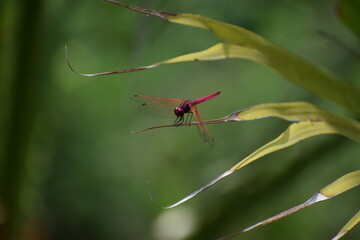 red dragonfly on a leaf