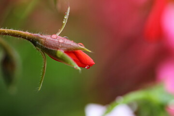 Pflanze, Blume, Wassertropfen, Makro, Wasser, Natur,  Tröpfchen, feucht, Regentropfen, Wassertropfen auf Blatt, Wassertropfen auf Blüte