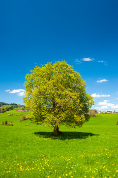 Single big beech tree at springtime in meadow