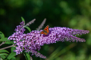 Orange butterfly in violet flower blooming bush on dark green background
