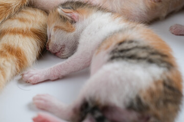 Newborn baby kittens drinking milk from their mom breast