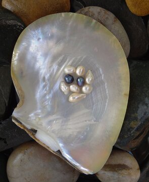 White and black pearls in A Pearl oyster (Pinctada mazatlanica) from Talara, Peru