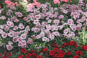 Obraz premium pink flowers in the garden