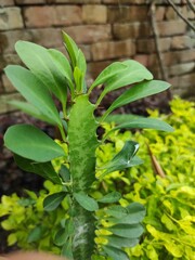 green fern leaf