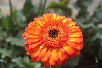 orange Gerbera flower