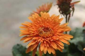 orange flower with water drops
