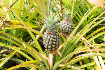 Pineapple plants in Hawaii with growing pineapple