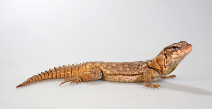 Balsas Armed Lizard / Michoacan Schwarzleguan (Ctenosaura clarki)