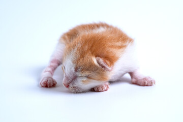Newborn kittens are sleeping on the white floor