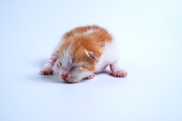 Newborn kittens are sleeping on the white floor