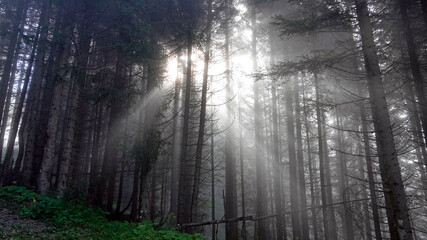 sunbeams in the forest on a misty morning