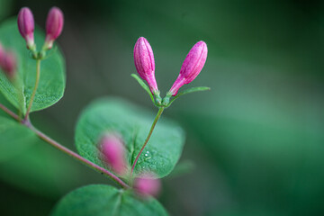 pink flower
