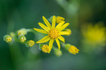 yellow flower
