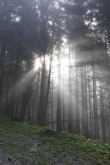 sunbeams in the forest on a misty morning