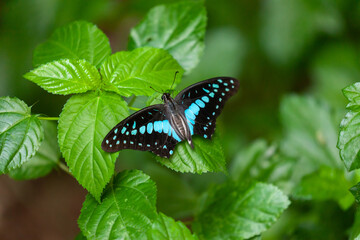 Common Jay Butter Fly