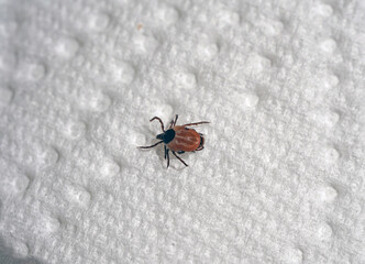 a dangerous ixodes ricinus on a white paper in summer