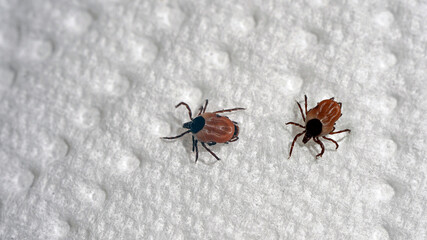 a dangerous ixodes ricinus on a white paper in summer