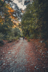 Obraz premium walk in the forest