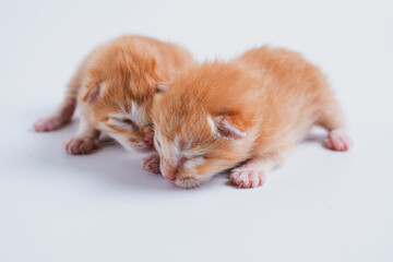 Newborn kittens are sleeping on the white floor