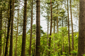 Fototapeta premium Path leading into the distance in the woods