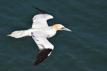 Flying gannet over the sea 
