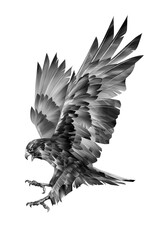 drawn hawk in flight. Attacking bird of prey. - 374344388