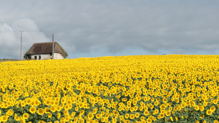 Tournesol, magnifique fleur jaune qui se tourne vers le soleil sans boussole et forment de splendides et grandioses champs pour notre plus grand plaisir