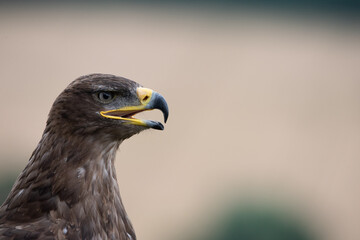 close up of an eagle