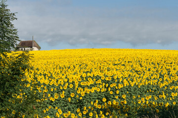 Tournesol, magnifique fleur jaune qui se tourne vers le soleil sans boussole et forment de splendides et grandioses champs pour notre plus grand plaisir