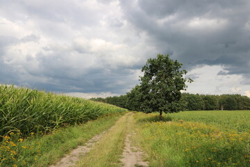 Fototapeta na wymiar Unwetter naht zwischen Wald, Wiese und Maisfeld mit Feldweg
