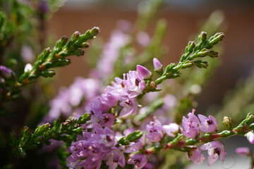 heather in the forest in autumn