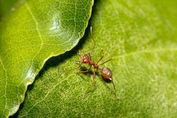 macro red ant on green leaf in nature at thailand