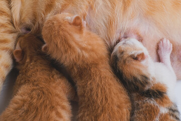 Newborn baby kittens drinking milk from their mom breast