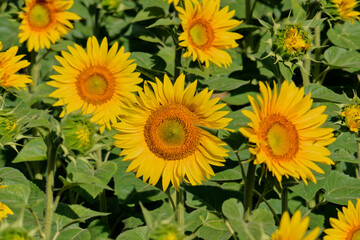 Obraz premium Tournesol, magnifique fleur jaune qui se tourne vers le soleil sans boussole et forment de splendides et grandioses champs pour notre plus grand plaisir