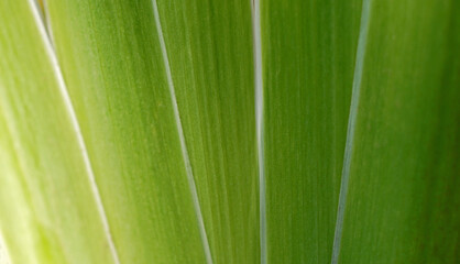 Close up natural green leafs