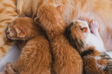 Newborn baby kittens drinking milk from their mom breast