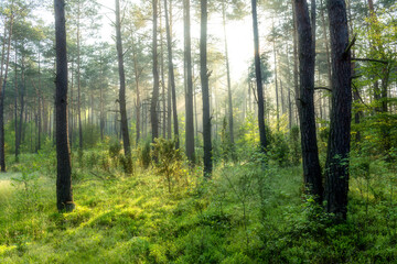 Fototapeta na wymiar Beautiful sunny morning in the forest