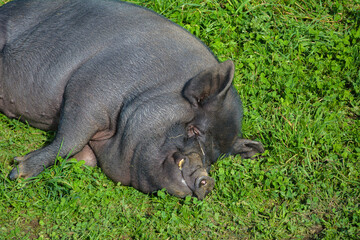 Fototapeta premium Black pet kune kune mini pig laying on green grass in a field