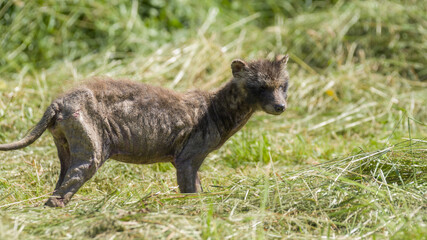  Raccoon Dog (Nyctereutes)
