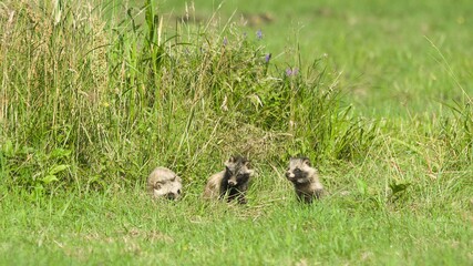  Raccoon Dog (Nyctereutes)