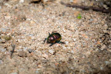 colorful bug on the sand
