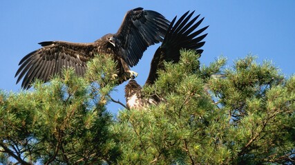 White tailed eagle  (Haliaeetus albicilla)