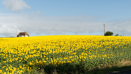Tournesol, magnifique fleur jaune qui se tourne vers le soleil sans boussole et forment de splendides et grandioses champs pour notre plus grand plaisir