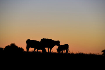 Fototapeta na wymiar Cows grazing at sunset, Buenos Aires Province, Argentina.