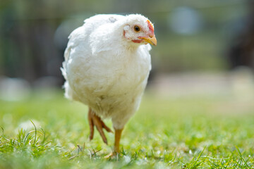 Hen feed on traditional rural barnyard. Close up of chicken standing on barn yard with green grass. Free range poultry farming concept.