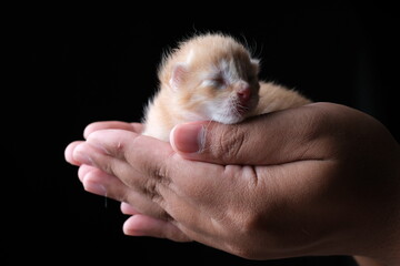 Fototapeta na wymiar New born kitten sleeping on hand with black background