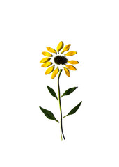 A daisy broken down into its parts